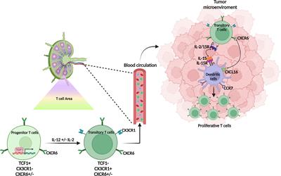 CXCR6 expressing T cells: Functions and role in the control of tumors